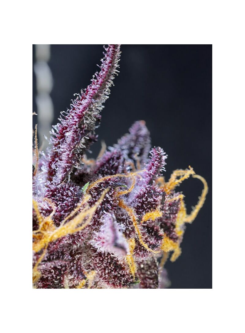 Diablo Rojo XL Auto, Фасовка: 5+2, изображение 2